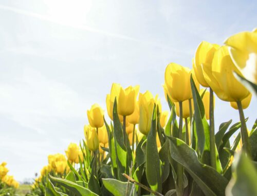 10 Reasons for Seniors to Try Gardening This Summer